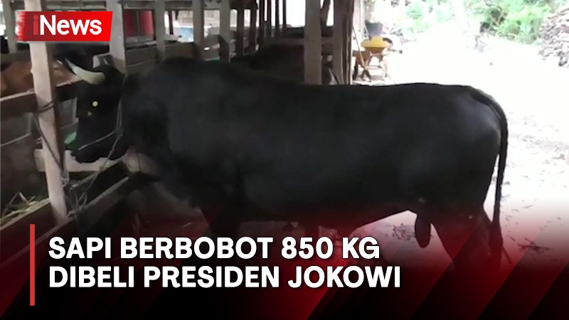 2 Ekor Sapi Kurban Presiden Jokowi Dibeli dari Peternak Sleman