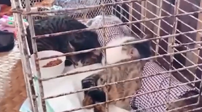 Viral Pasutri di Banyuwangi Gelar Pesta Khitanan 3 Kucing, Dimeriahkan Orkes dan Jaranan