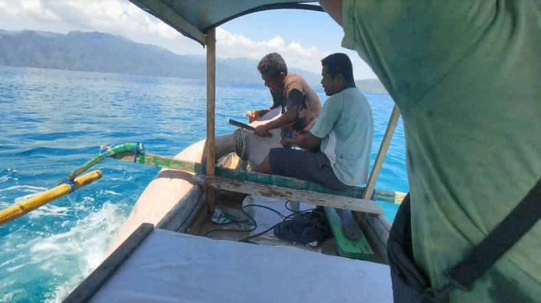 Dramatis, Detik-detik Warga Alor Selamatkan Dugong Terlilit Tali di Pantai Mali