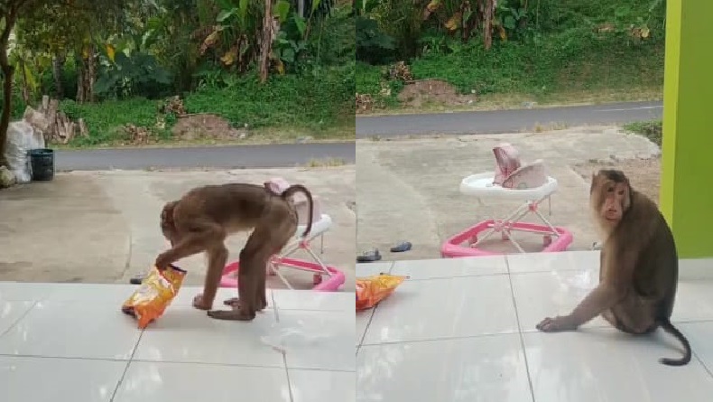 Beruk Masuk ke Permukiman di Palabuhanratu Sukabumi, Warga Terganggu 