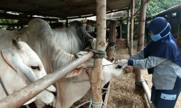 Pemprov DKI Pastikan Masih Nihil Kasus Virus Lato-Lato pada Hewan Ternak Jelang Iduladha