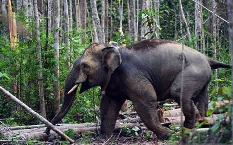Gajah Liar Masuk Permukiman dan Merusak Rumah Warga OKI Sumsel 