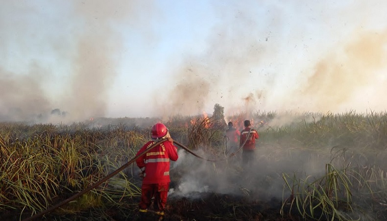 Karhutla Hanguskan 120 Hektare Lahan di Pesisir Selatan Sumbar, 2 Titik Asap Masih Mengepul