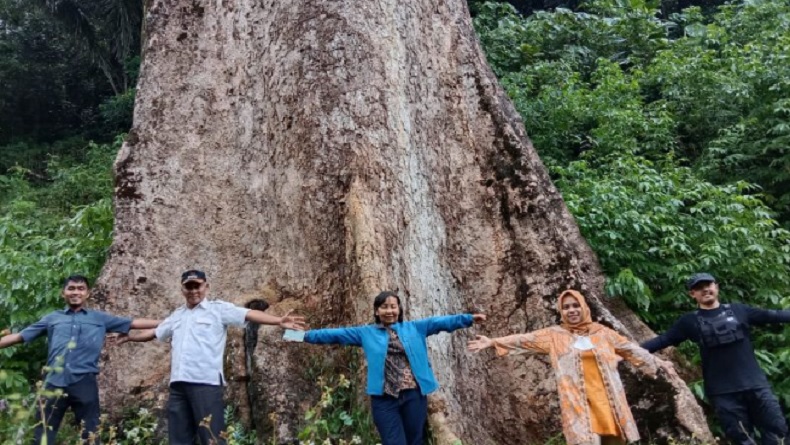Pohon Besar Berusia Ratusan Tahun di Koto Malintang Menarik Wisatawan, Ini Penampakannya