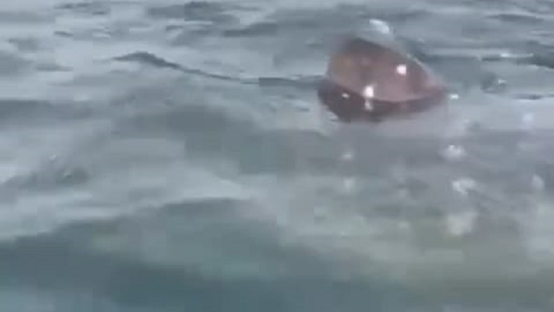 Hiu Paus Muncul di Teluk Jakarta, Nelayan Diminta Tak Tangkap