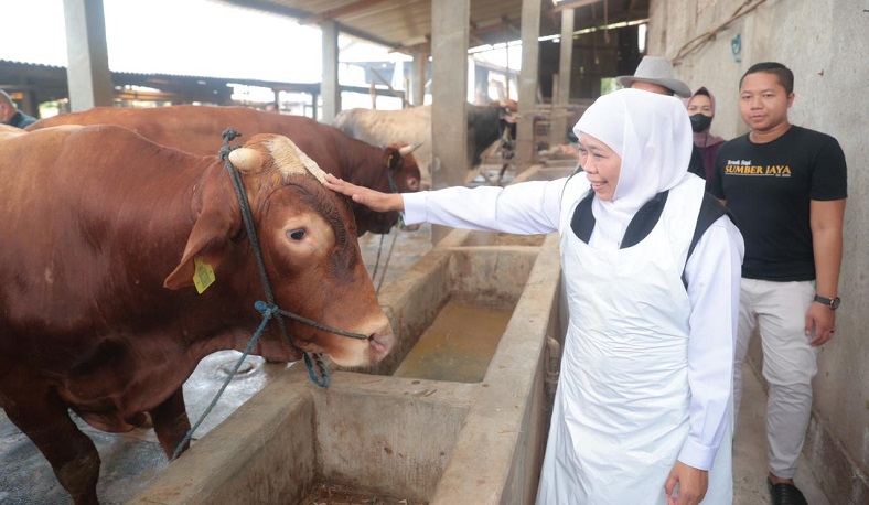 Blusukan ke Kandang Hewan Kurban di Lamongan, Gubernur Khofifah Temukan Fakta Ini