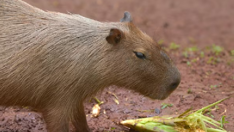 Viral dengan Sebutan ‘Masbro’, Inilah Sejumlah Keunikan Kapibara