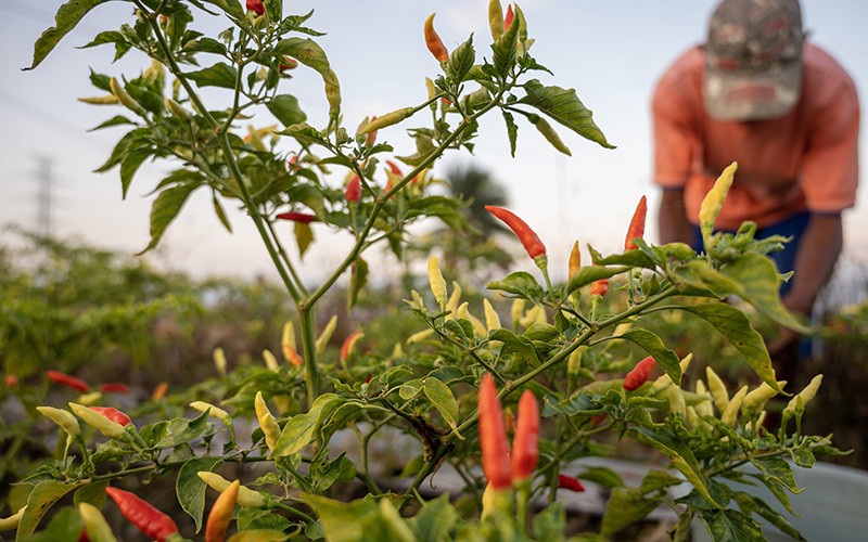 Bapanas Minta Tanam Cabai, Partai Perindo: Harus Jadi Gerakan dari Kesadaran Rakyat Sendiri