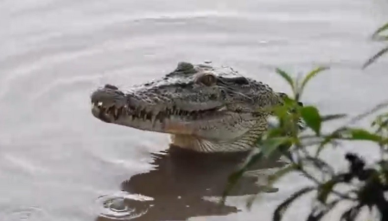 Ngeri, Perempuan Paruh Baya Tewas Ditelan Buaya di Florida AS