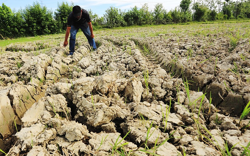 Ratusan Hektare Sawah Tadah Hujan di 6 Kecamatan KBB Terancam Kekeringan