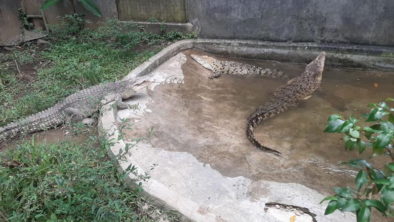  BKSDA dan Taman Safari Bogor Evakuasi 5 Buaya Liar di Ciamis dan Cirebon