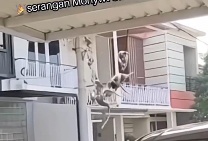 Diduga Kekurangan Makanan, Perumahan Elit di Cimanggis Depok Diserbu Kawanan Monyet