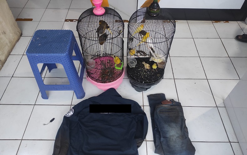 Curi 17 Ekor Burung Kenari Senilai Rp13 Juta, Pria di Malang Ditangkap Polisi 