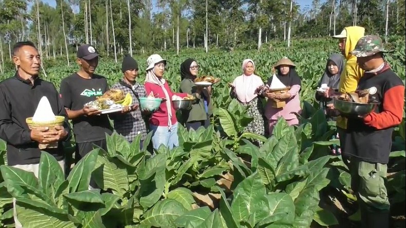 Tolak RUU Kesehatan, Petani di Temanggung Gelar Doa dan Kembul Bujono di Lahan Tembakau 