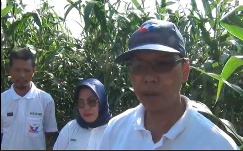 Kader Partai Perindo Sukses Kembangkan Pertanian Jagung di Banyuasin 