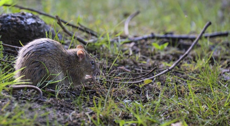 Pemerintah Kota Paris Perang Lawan Jutaan Tikus, Beli Tong Sampah Khusus hingga Tebar Racun
