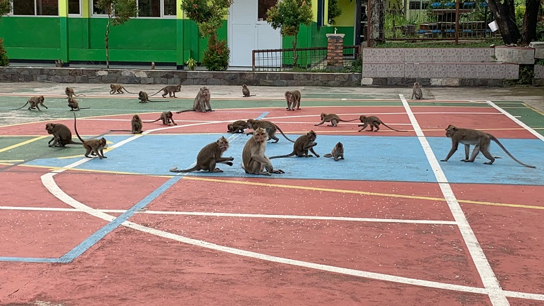 Gerombolan Monyet Liar Serbu SMA di Bogor, Diduga Cari Makan