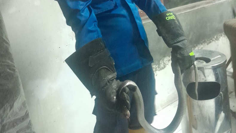 Ngeri, Warga Bogor Lagi Tidur di Kasur Tiba-tiba Dihampiri Ular Kobra