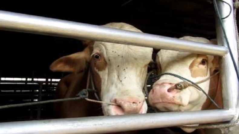 Marak Kasus Cacar Sapi, DKPP Jabar Tuding akibat Ulah Pedagang Hewan Nakal