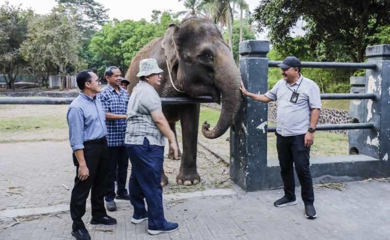 2 Gajah Borobudur Dihibahkan ke Semarang Zoo, Begini Proses Pemindahannya 