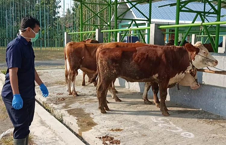 Tips Memilih Hewan Kurban, Bupati Sleman: Pastikan Dilengkapi Surat Keterangan Kesehatan
