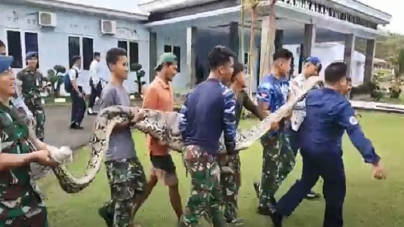 Piton 5 Meter Makan Rusa di Kandang Lanud Haluoleo Kendari, Dipanggul 8 Anggota TNI AU