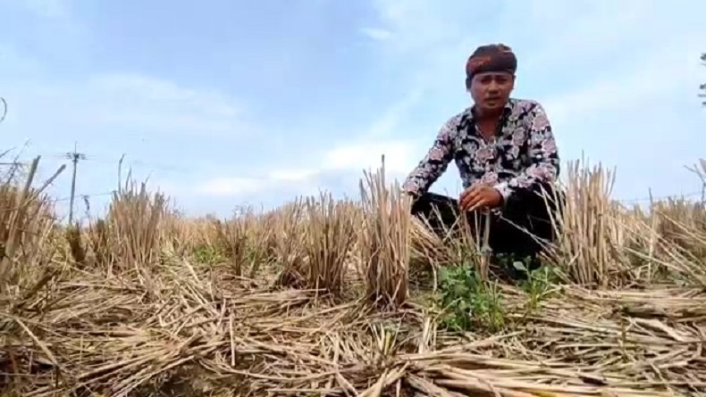Imbas Fenomena El Nino, BMKG Ingatkan Ancaman Gagal Panen