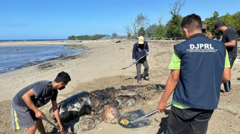 Bangkai Lumba-lumba Tergeletak di Pantai Laut Sawu NTT, Diduga Terdampar