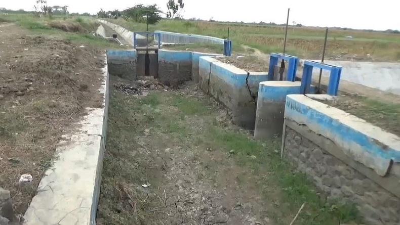 Kekeringan Mulai Landa Brebes, Ratusan Hektare Tanaman Padi Terancam Puso 