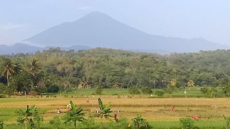 Hasil Panen Padi Menguntungkan, Petani di Pemalang Semringah