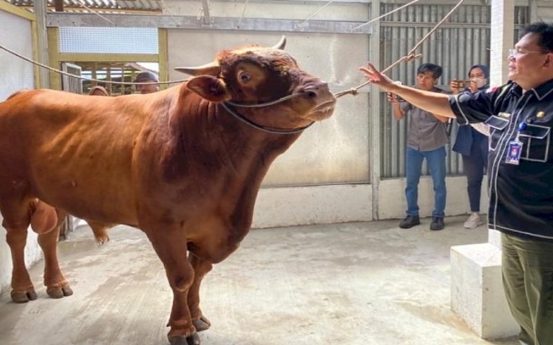 Manja, Sapi Kurban Jokowi di Palembang Mandi 2 Kali Sehari