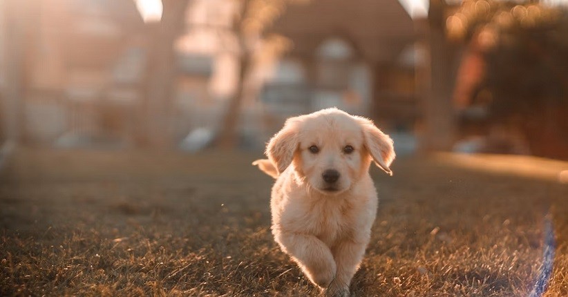 Ilmuwan Meta Klaim AI Tak Sepintar Anjing: Jangan Dianggap sebagai Ancaman Umat Manusia