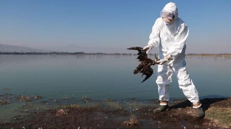 Ratusan Burung Liar di Meksiko Mati, Diduga gegara Ini