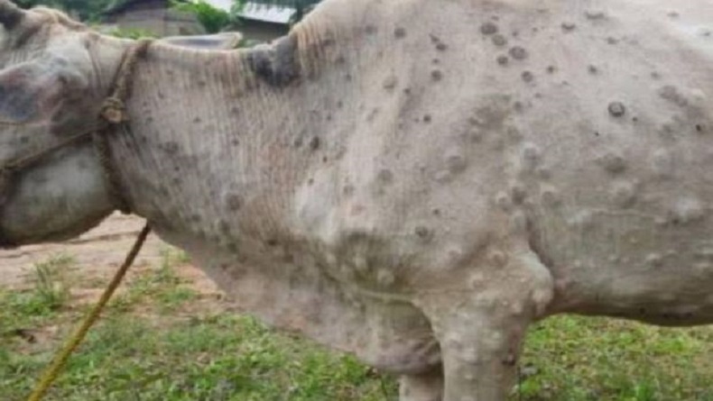 Waduh, Jelang Idul Adha 2023, Ribuan Kasus Cacar Sapi Ditemukan di Jawa Barat