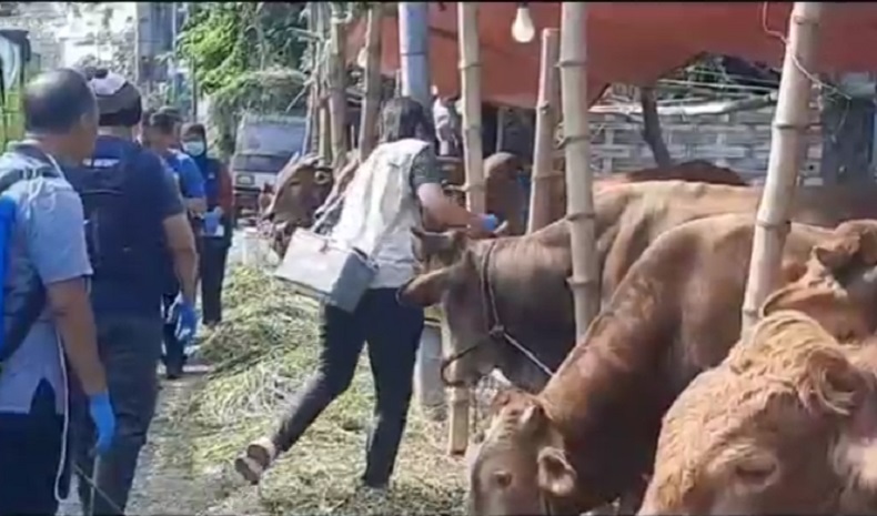 250 Hewan Kurban di Sidoarjo Terjangkit LSD, Disnak: Tak Boleh Dijual
