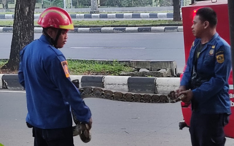 Damkar Evakuasi Ular Sanca 4 Meter di Cibinong Bogor, Ini Penampakannya