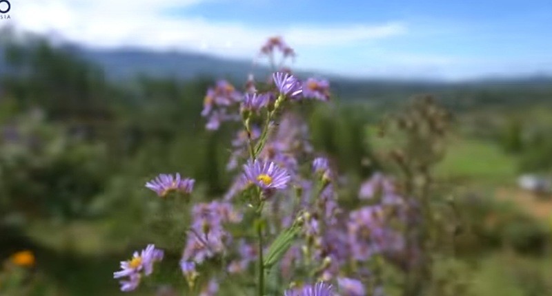 Kampung Unik di Sulawesi Barat, Hanya di Desa Ini Bisa Lihat Pemandangan Indah Hamparan Kebun Anggrek