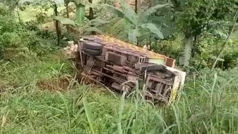 Kecelakaan di Sukabumi Hari Ini, Truk Bawa Hewan Kurban Masuk Jurang, 2 Kambing Mati Terjepit
