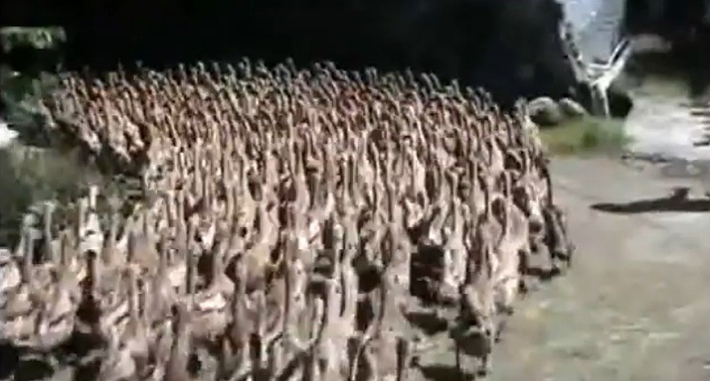 Kampung Unik di Sragen, di Desa Terpencilnya Warga Punya Peliharaan Bebek sampai 5.000 Ekor