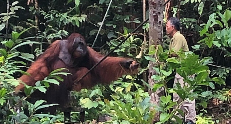 Mengintip Kelucuan Orang Utan di Semenggoh Wildlife Centre Malaysia