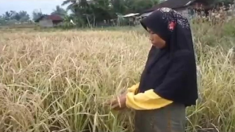 Dilanda Kemarau Panjang, Ratusan Hektare Sawah di Indralayang Garut Kekeringan