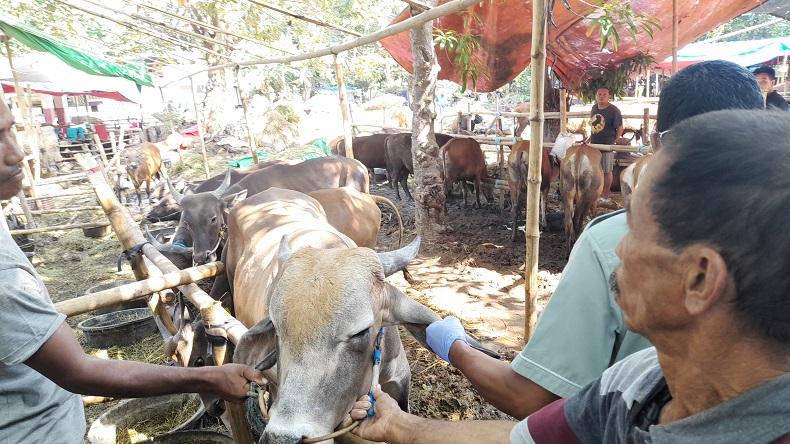 Jelang Idul Adha, Pemkot Jakpus Ambil Sampel Darah Hewan Kurban Cek Bakteri hingga Antraks