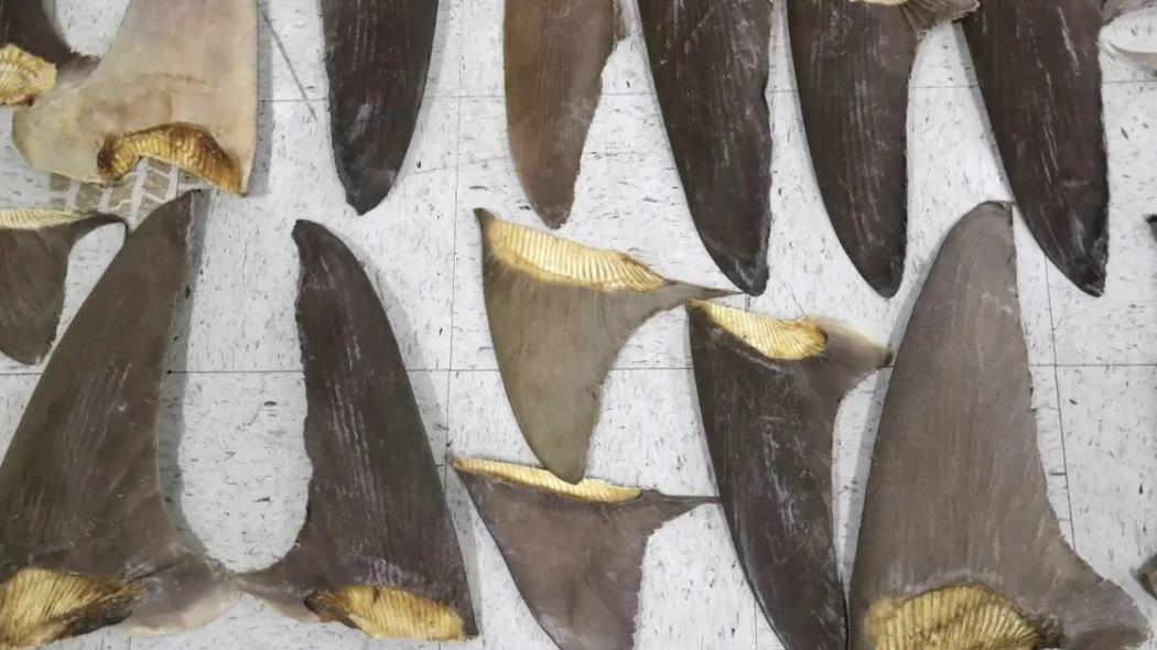 Brasil Sita 28,7 Ton Sirip Hiu Ilegal, Diklaim Jadi yang Terbesar di Dunia