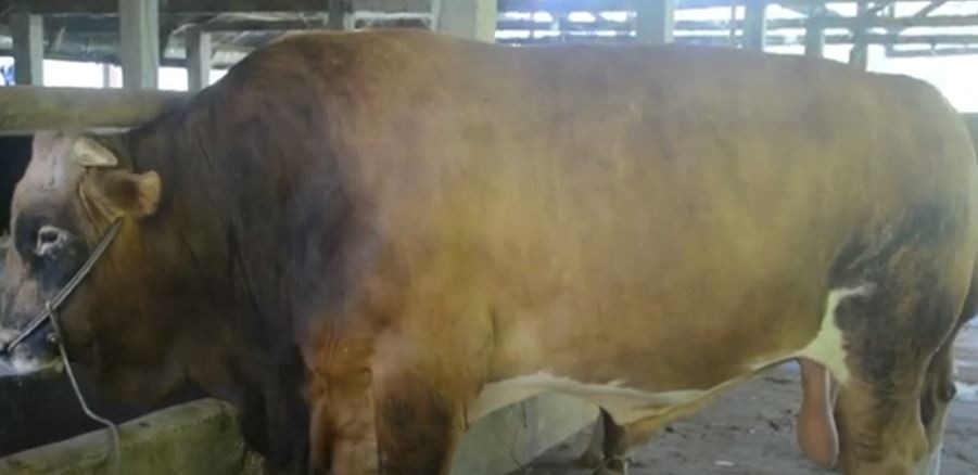 Sapi Kurban Ukuran Jumbo Ini Laris Manis Dipesan Pejabat dan Pengusaha, 50 Ekor Terjual 