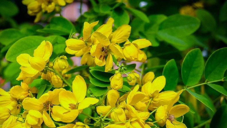 Cara Minum Teh Jati Cina agar Cepat Langsing, Sudah Tahu?