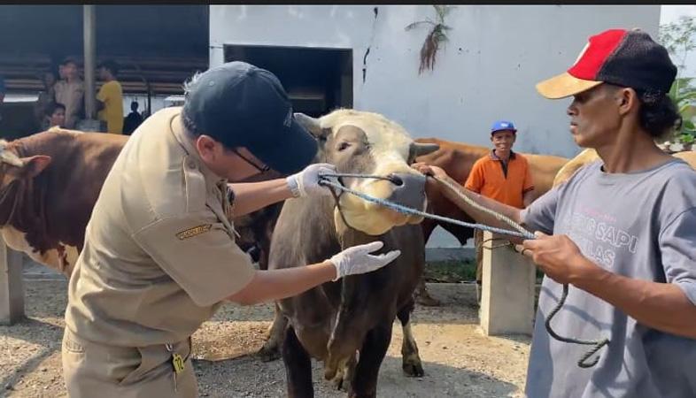 Pemeriksaan Hewan Kurban, Petugas Disnak Banjarnegara Temukan 2 Sapi Penuh Benjolan