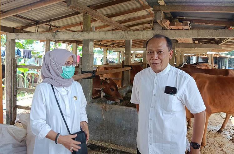 Kunjungi Pedagang Sapi, TPID DIY Pastikan Kesehatan Hewan Kurban di Kulonprogo