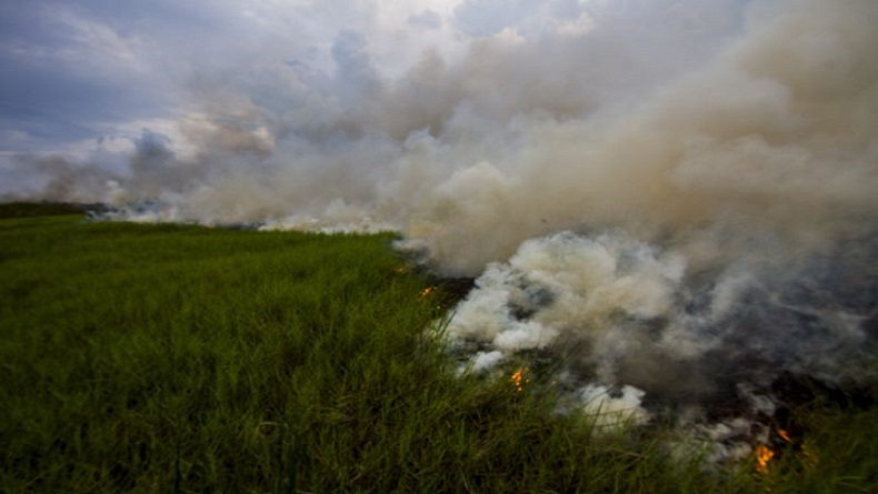 Kebakaran Hutan dan Lahan di Kalsel Capai 132 Hektare, Ini Sebarannya