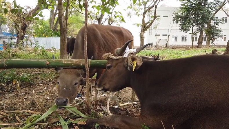 3 Sapi Kurban di Palopo Mati akibat Virus Jembrana, 1 Ekor Diisolasi dari Kawanan