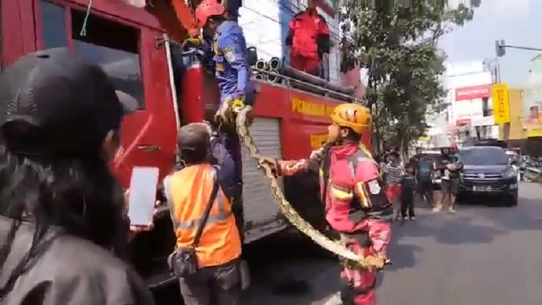 Ular Sanca Kembang Gegerkan Pusat Perbelanjaan di Kota Cimahi, Ditemukan Melilit Pohon